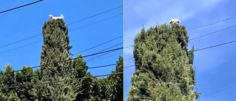 ¿Cómo llegó allí? Perrito escala la cima de árbol de ciprés y termina siendo rescatado