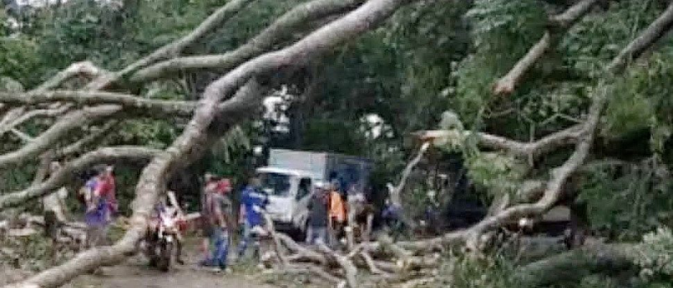 Árbol de gran tamaño cae y bloquea paso vehicular en El Espino, Usulután