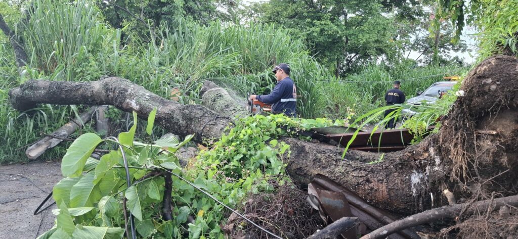 Árbol de gran tamaño cae y bloquea acceso a colonia Lirios del Norte