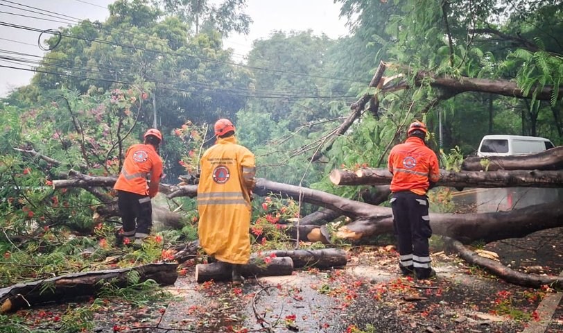 Retiran árbol de gran tamaño que cayó en una importante carretera de San Miguel