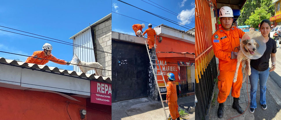Bomberos rescatan a un canino que quedó atrapado en el techo de una vivienda