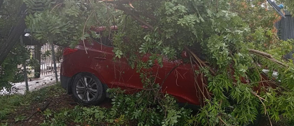 Árbol cae sobre vehículo estacionado en calle Rubén Darío