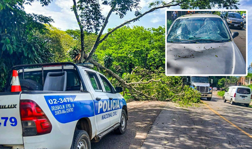 Auxilian a conductor de vehículo tras caerle un árbol en carretera a Coatepeque