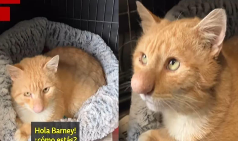 Gato se vuelve viral por su peculiar nariz; lo conocen como el “gato Pinocho”