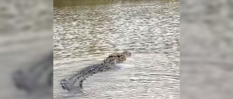 Reportan avistamiento de enorme lagarto en Bocana de Metalío