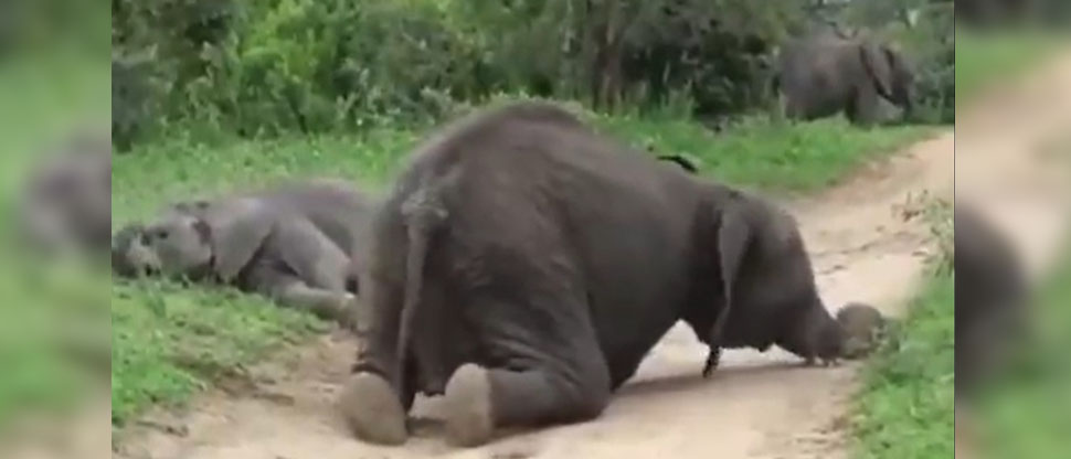 Sudáfrica: manada de elefantes se emborrachan tras comer mucha fruta fermentada