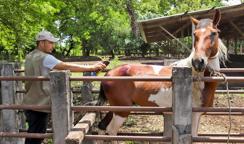 MAG desarrolla jornadas veterinarias en distintas zonas del país para combatir al gusano barrenador