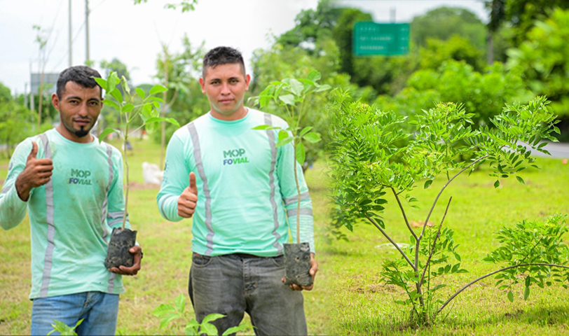 MOP Verde se suma a la celebración del Día Mundial del Medio Ambiente con la siembra de 1,600 árboles
