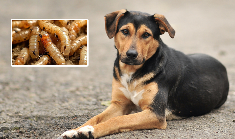 México: detectan primer caso de miasis por gusano barrenador en un perro