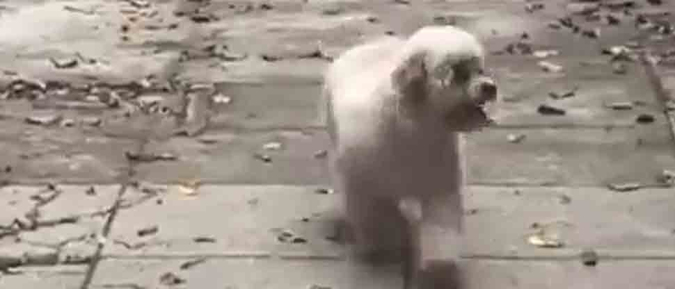 Viralizan a perrito perdido en Santa Tecla