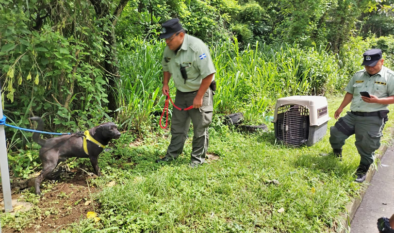 Atienden denuncia de perro abandonado en finca Cristo Negro, Santa Tecla