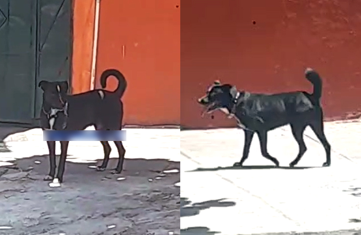 Denuncian que un perro bravo anda suelto en las calles de Mejicanos