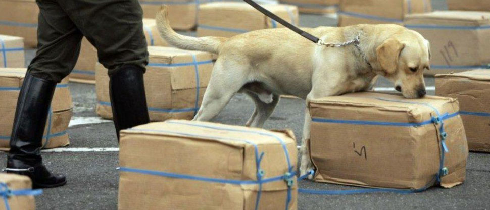 Costa Rica: perro policía descubre cocaína en cajas de piña durante allanamiento
