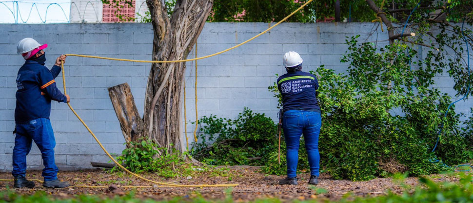 Alcaldía de San Salvador Este, realiza labores de poda de árboles