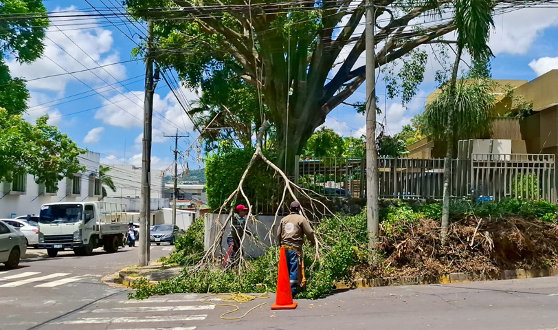 Realizan poda preventiva de árbol que amenazaba con caer y provocar daños en San Salvador