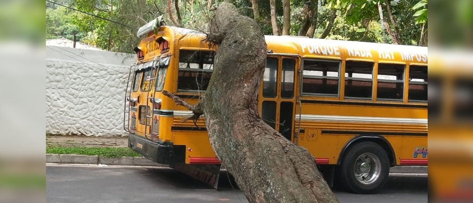 Rama de gran tamaño cae sobre autobús en Santa Tecla