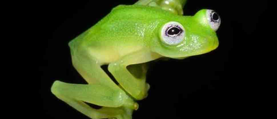 Científicos descubren especie parecida a la Rana René en este país de Centroamérica