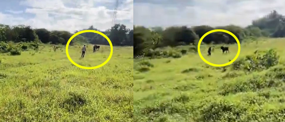 Motociclista y repartidores de agua, salvan a un hombre que era atacado por un toro