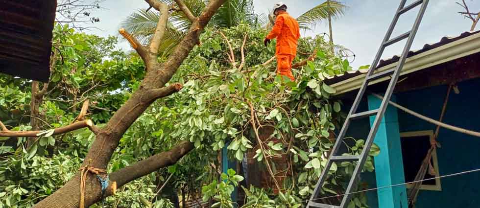 Remueven árbol que cayó sobre una vivienda a raíz de las fuertes lluvias en La Paz