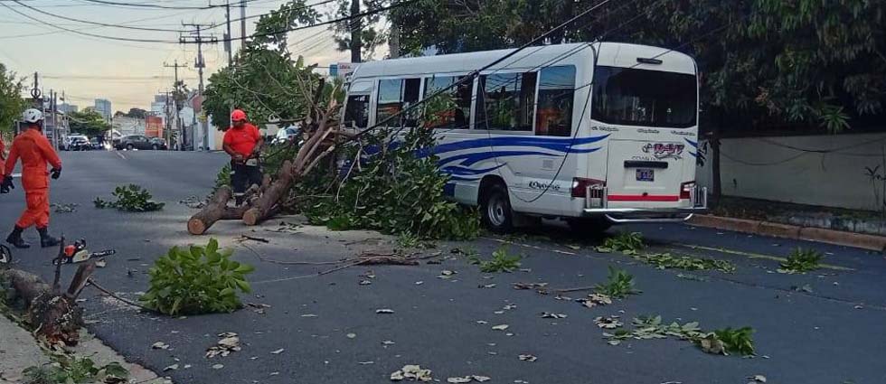 Dos lesionados tras caída de árbol sobre coaster en movimiento en la colonia Flor Blanca