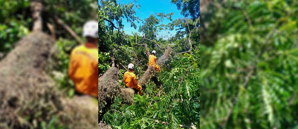 Remueven enorme árbol que cayó a causa de los vientos en zona urbana de La Paz