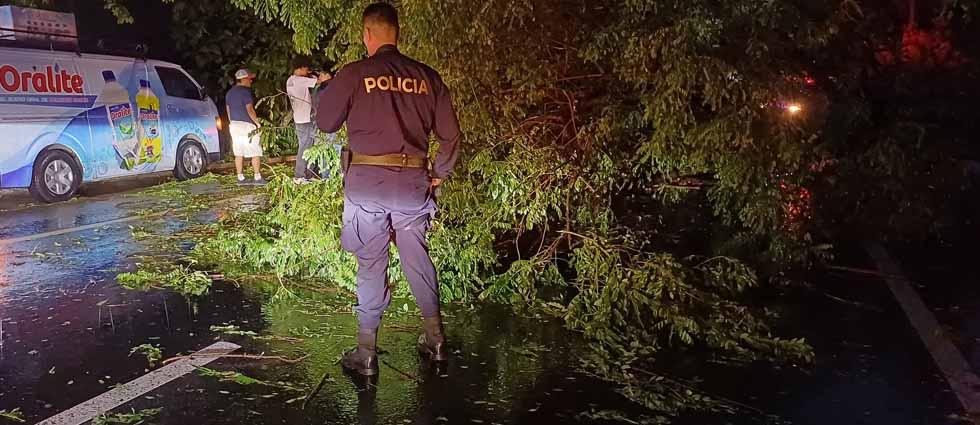 Árbol de gran tamaño cae en el kilómetro 47 de la carretera Panamericana
