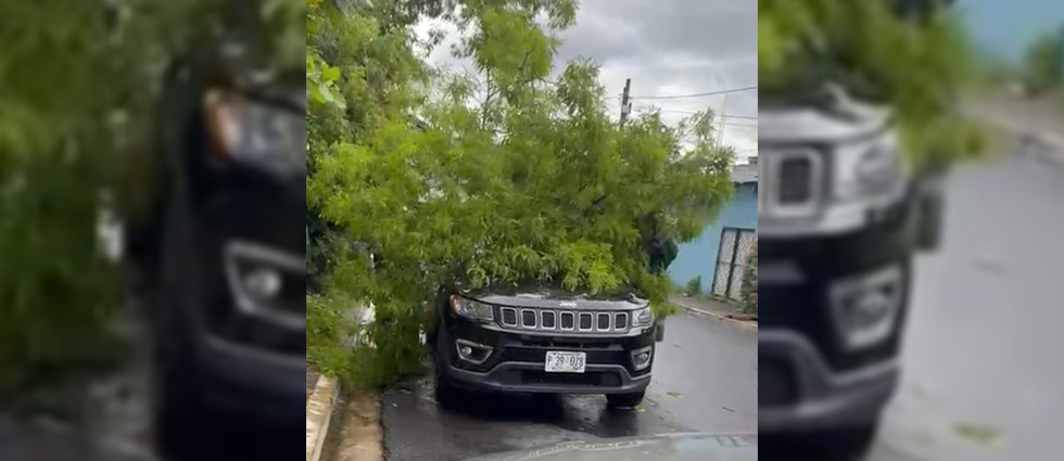 Lluvias derriban árbol y cae sobre un vehículo en Soyapango