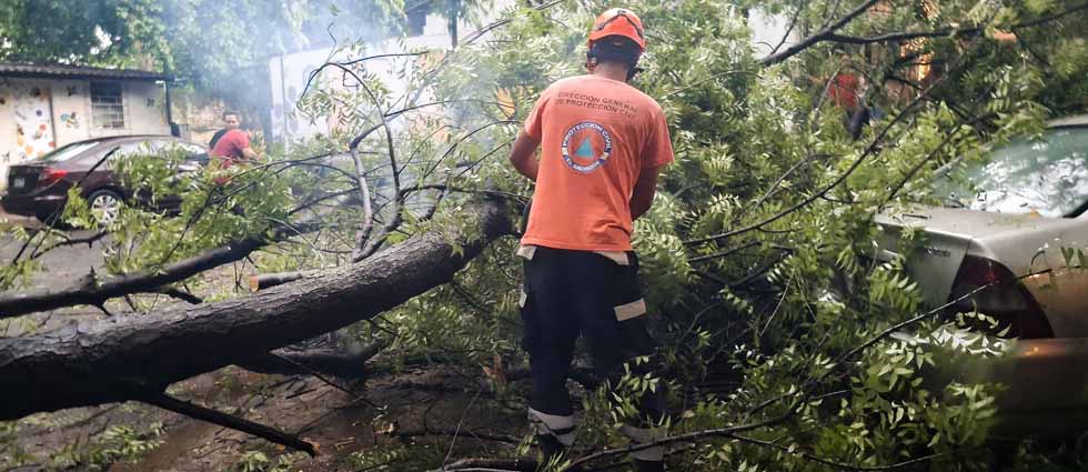 Lluvias derriban árbol y cae sobre varios vehículos en San Miguel