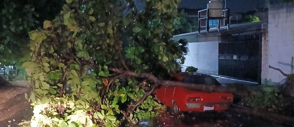Lluvias y vientos derriban árbol de gran tamaño y cae sobre vehículo en Soyapango