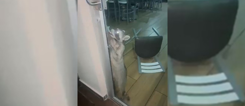 Juguetón mapache activa la alarma en un centro comercial de San Salvador y moviliza al personal de seguridad
