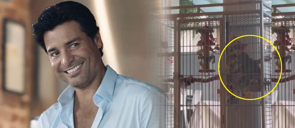 Loro se vuelve viral por pedirle a Siri que ponga una canción de Chayanne