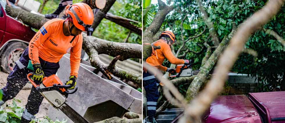 Enorme árbol cae sobre una vivienda en Apopa
