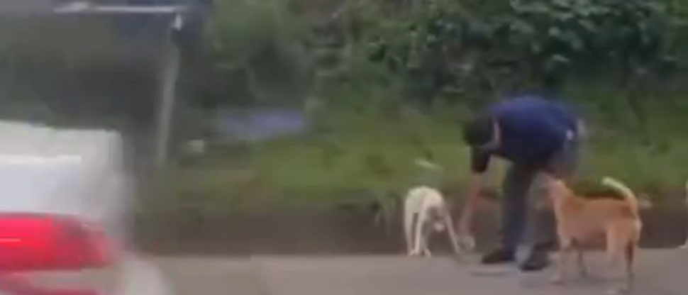 Viralizan video de conductor que se detiene para alimentar perritos en el bulevar Constitución