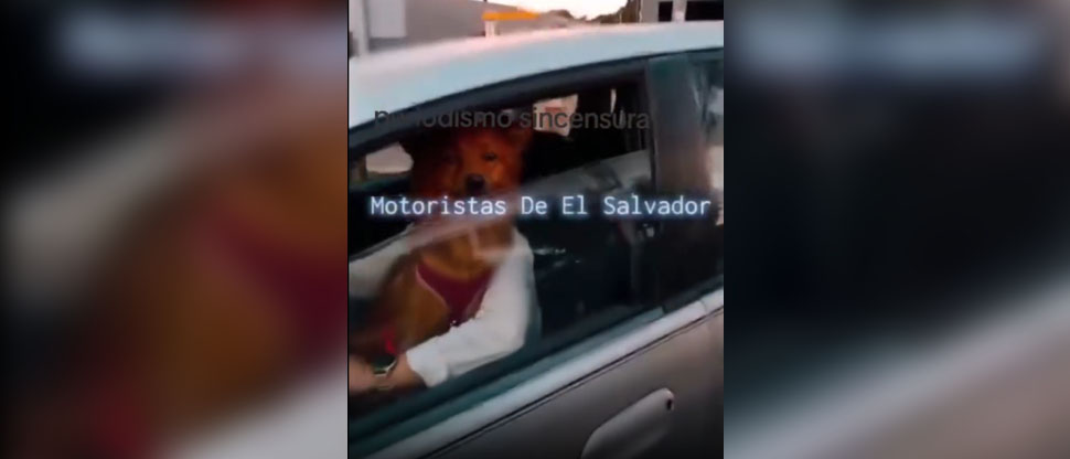 Denuncian a conductora que lleva su mascota en las piernas arriesgando a terceros
