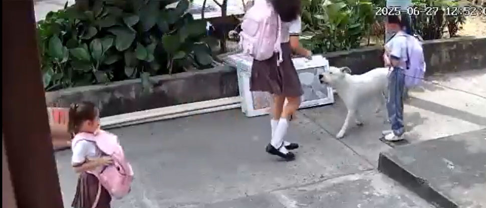 Captan feroz ataque de un pitbull contra niña de 4 años cuando iba a la escuela en Ecuador