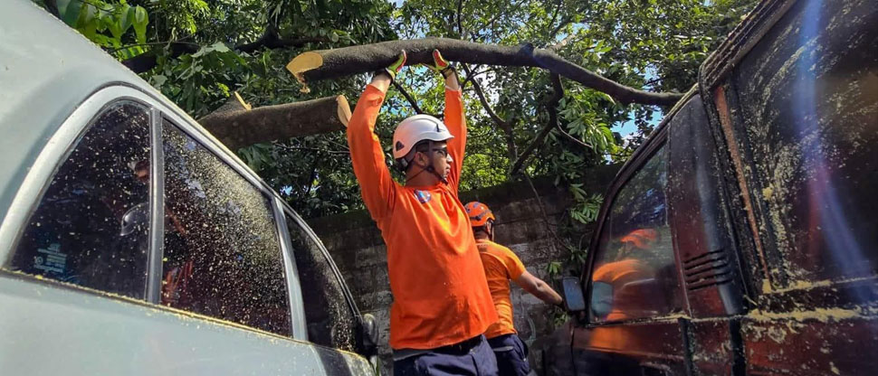 Protección Civil remueve árbol que cayó sobre dos vehículos en Soyapango