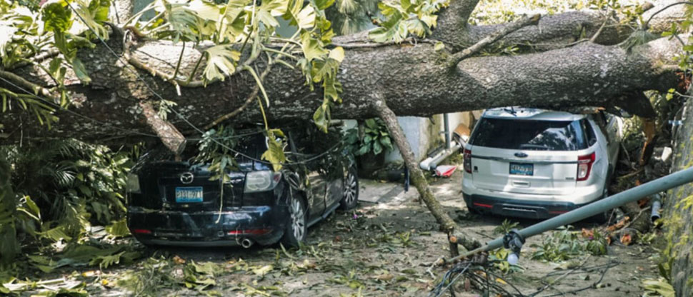 Equipos municipales retiran árbol que cayó sobre vehículos en San Salvador Centro