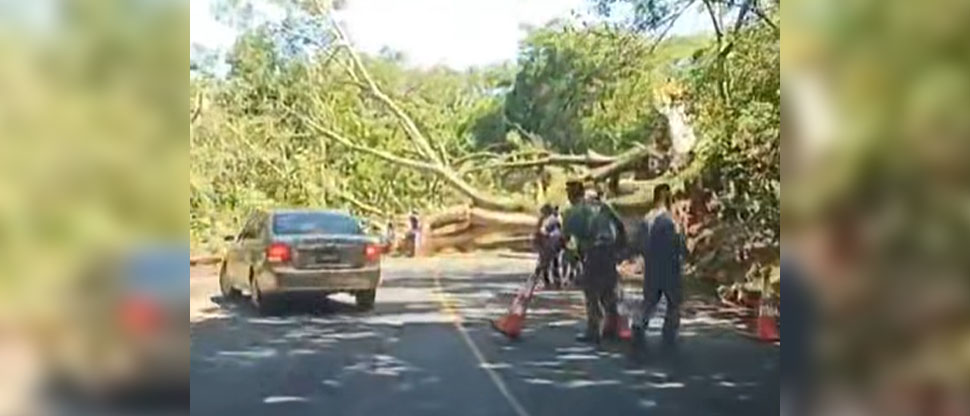 Autoridades retiran escombros por árbol caído en carretera a San Pablo Tacachico