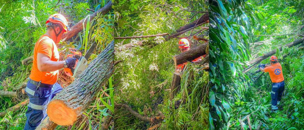 Autoridades de Protección Civil remueven árbol caído en San Salvador