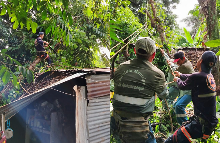 Remueven árbol que cayó sobre una vivienda en Ayutuxtepeque