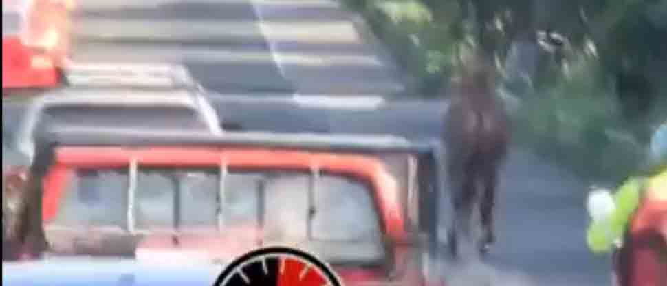 Caballo genera «dolor de cabeza» para conductores tras generar tráfico en la Troncal del Norte