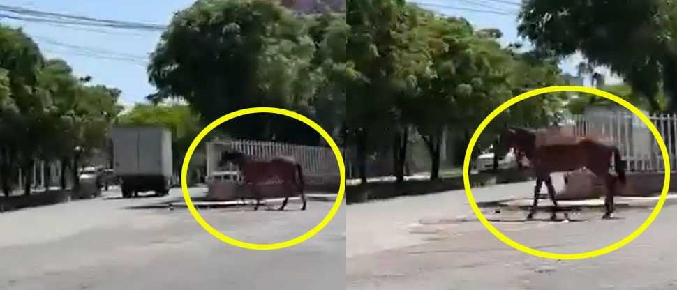 Captan a un caballo suelto caminando en las calles de Santa Rosa de Lima