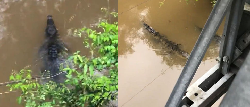Población alarmada por aparición de cocodrilos en Ahuachapán