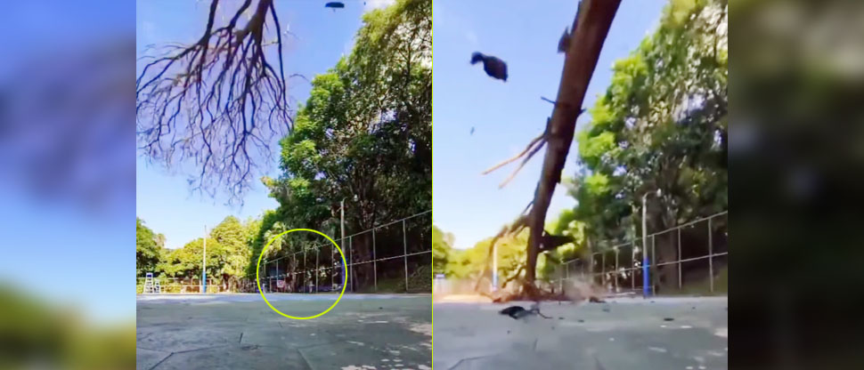 Jóvenes viven momentos de pánico tras caer árbol en canchas públicas de Santa Ana