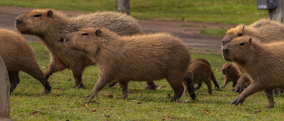Hoy es el día internacional del Capibara