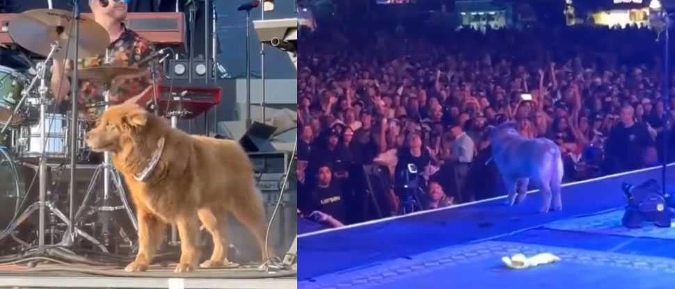 Cocoa es la perrita “Rockstar” más famosa que la banda de su dueño