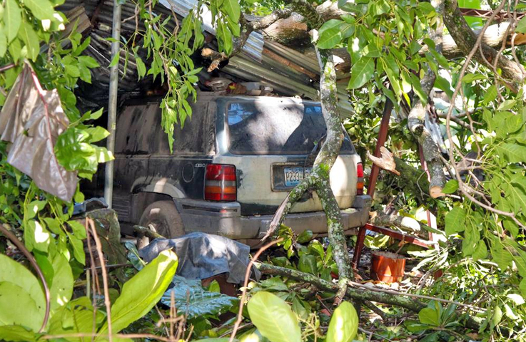 Liberan vehículo que resultó dañado tras la caída de un árbol en Ciudad Delgado