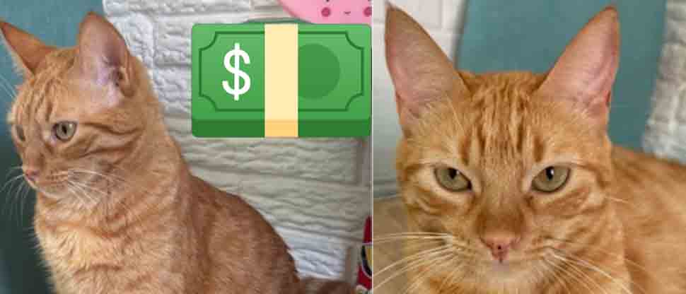 Ofrecen jugosa recompensa a quien ayude a localizar a “Torito” un gatito perdido en Altavista