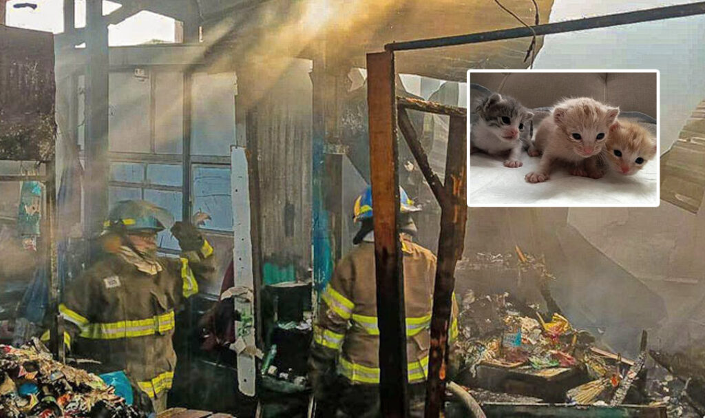 Ciudadana rescata a tres gatitos de voraz incendio en el mercado de Soyapango