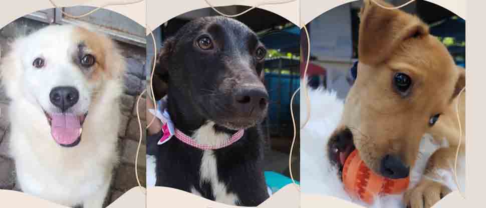 Se viene campaña de adopción de peluditos en Santa Tecla